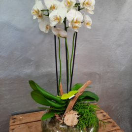 Composition orchidée pot en verre