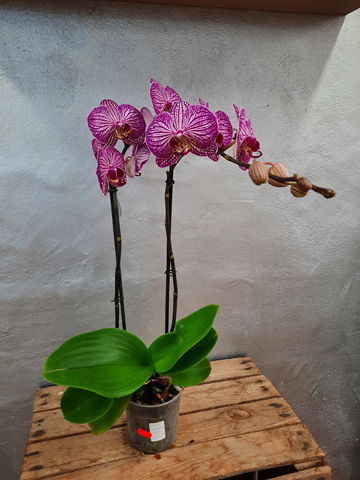 orchidée fuschia