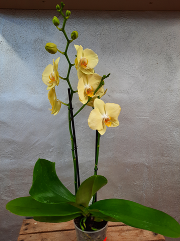 orchidée jaune