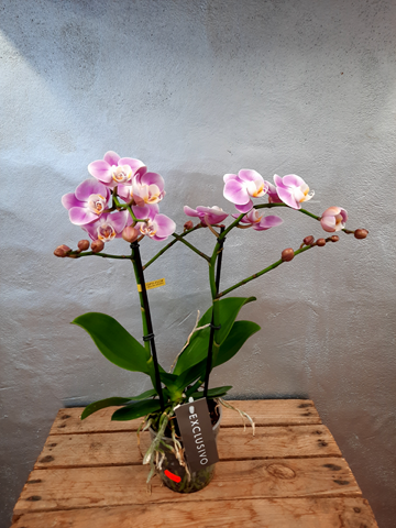 orchidée rose