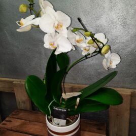 Orchidée tourbillon avec cache pot