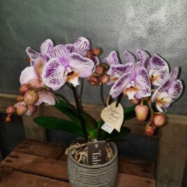 Orchidée avec cache pot