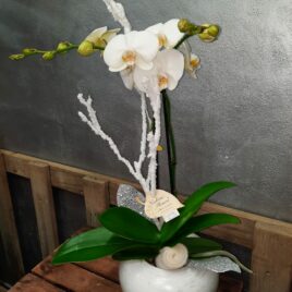 Orchidée avec cache pot boule